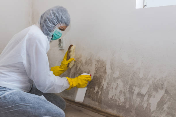 Best Post-Flood Mold Remediation in Millen, GA