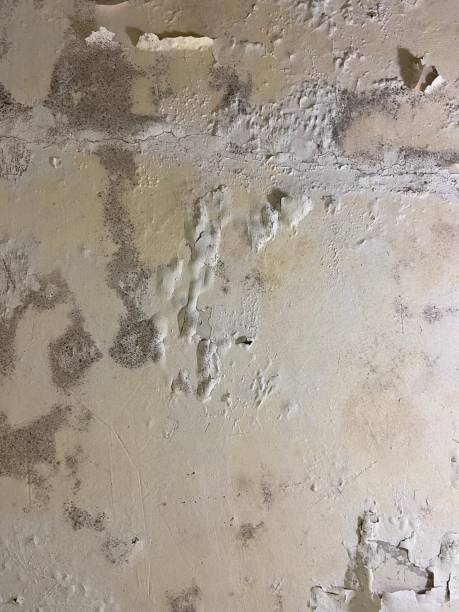 Best Basement Mold Remediation in Millen, GA