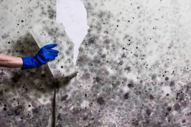 Best Emergency Mold Remediation in Millen, GA